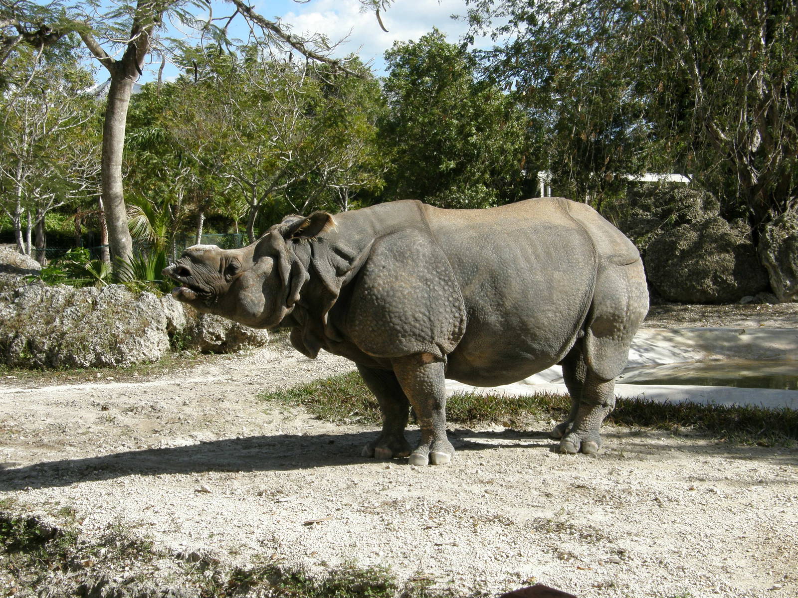 indian rhino