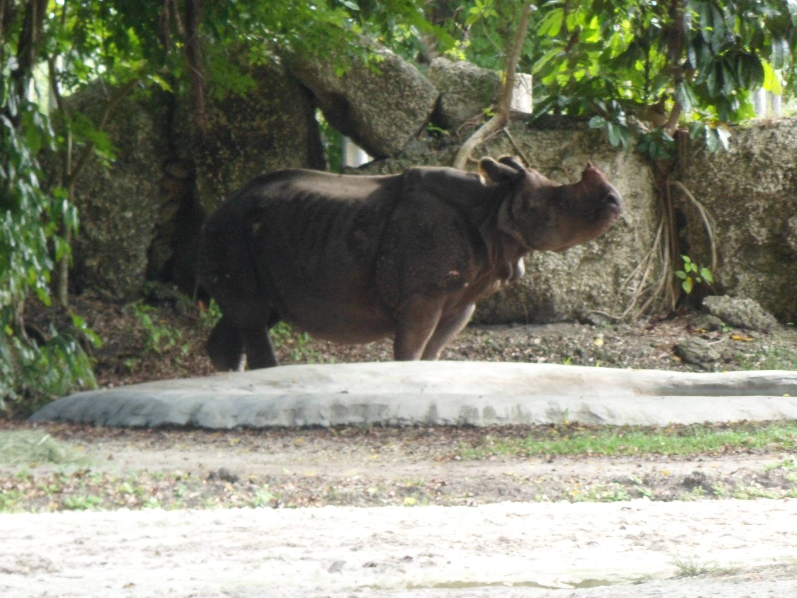 Indian Rhino