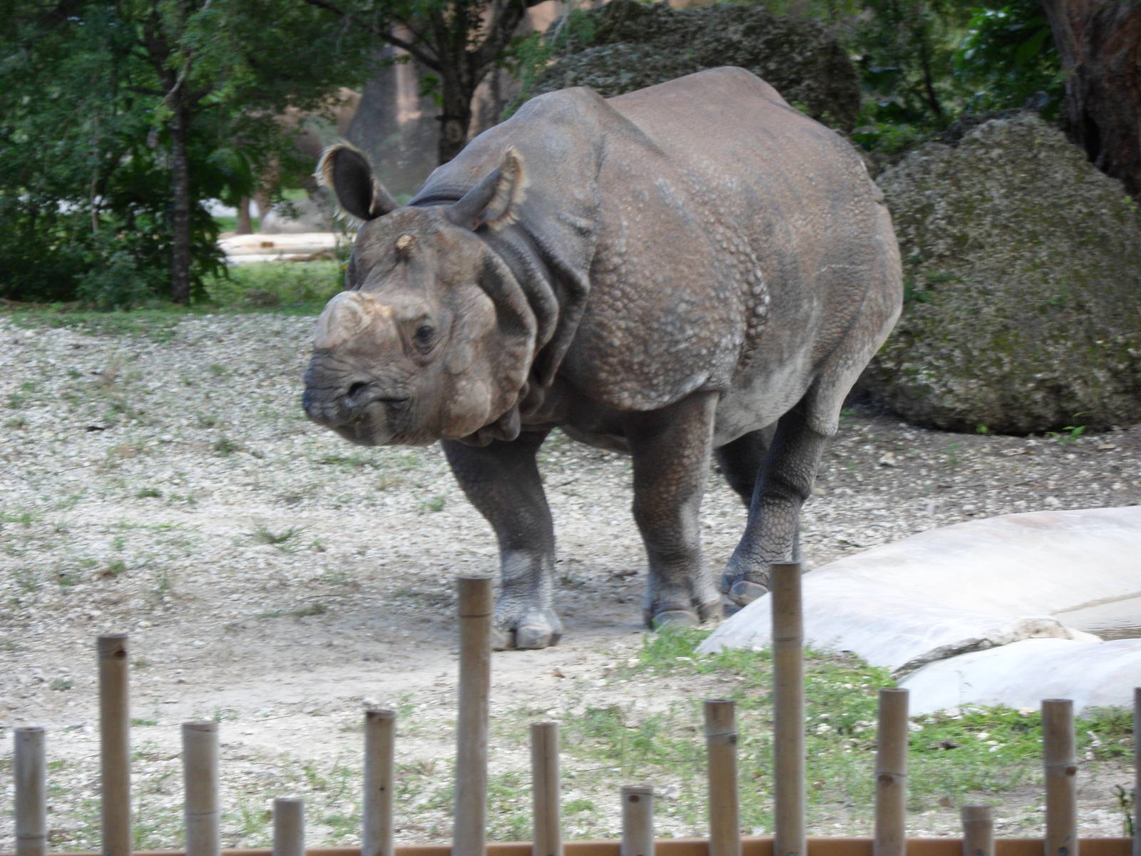 Indian Rhino