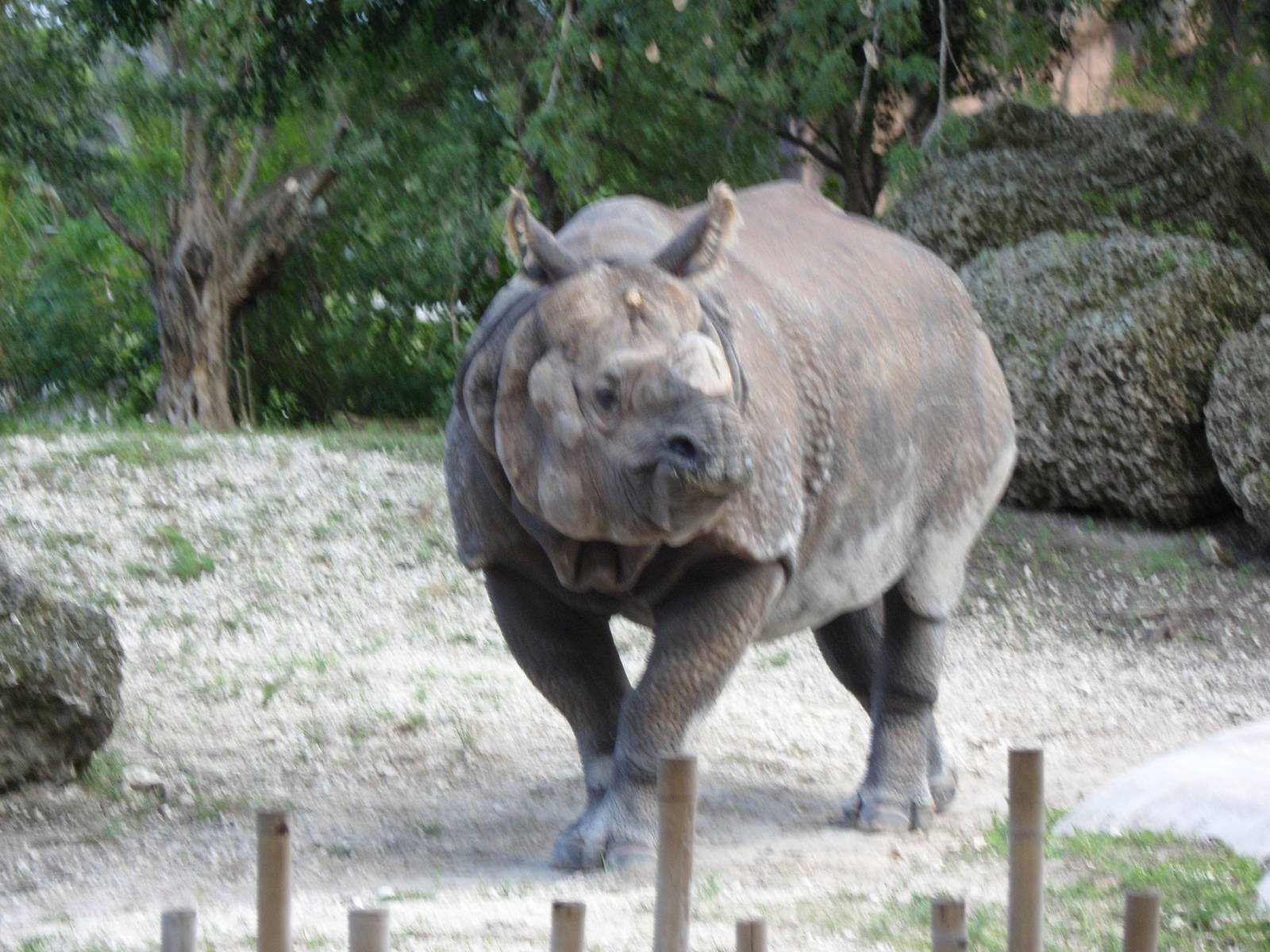 Indian Rhino