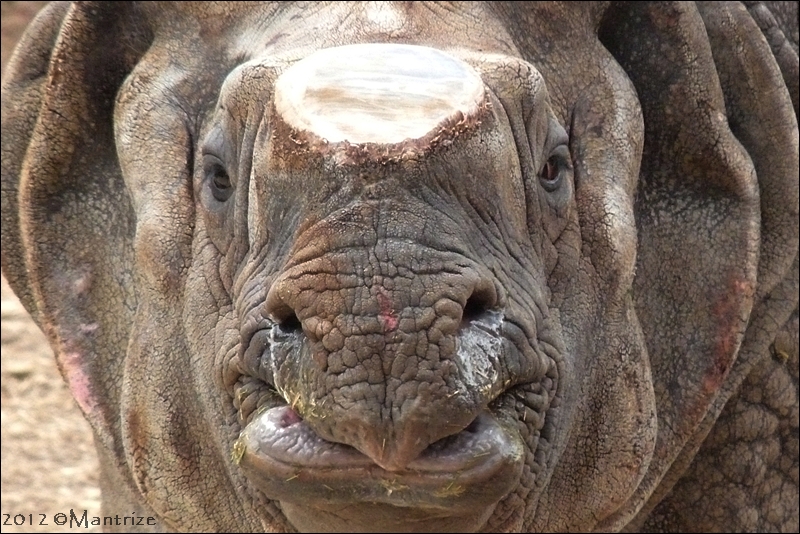 Indian rhino