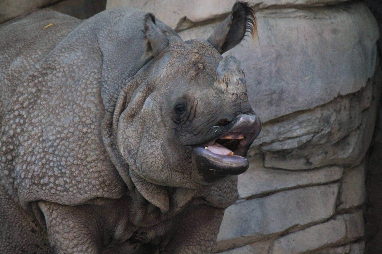 Indian Rhino