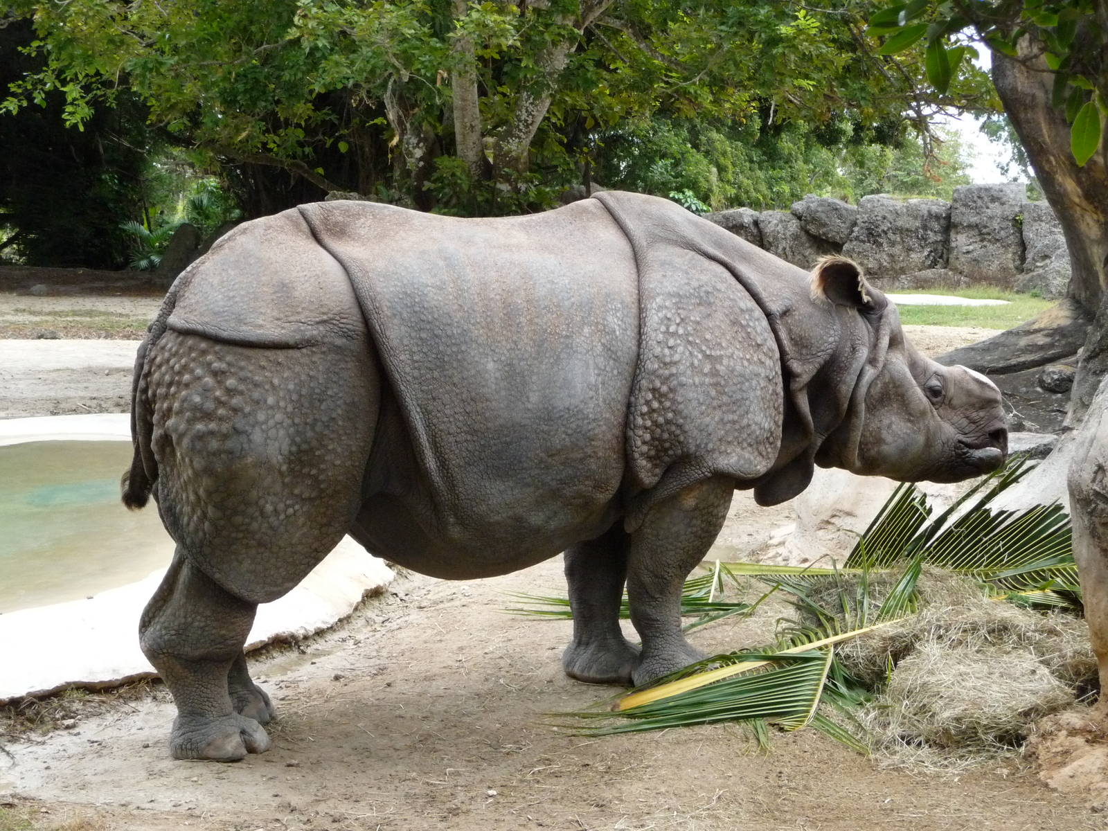 Indian Rhino