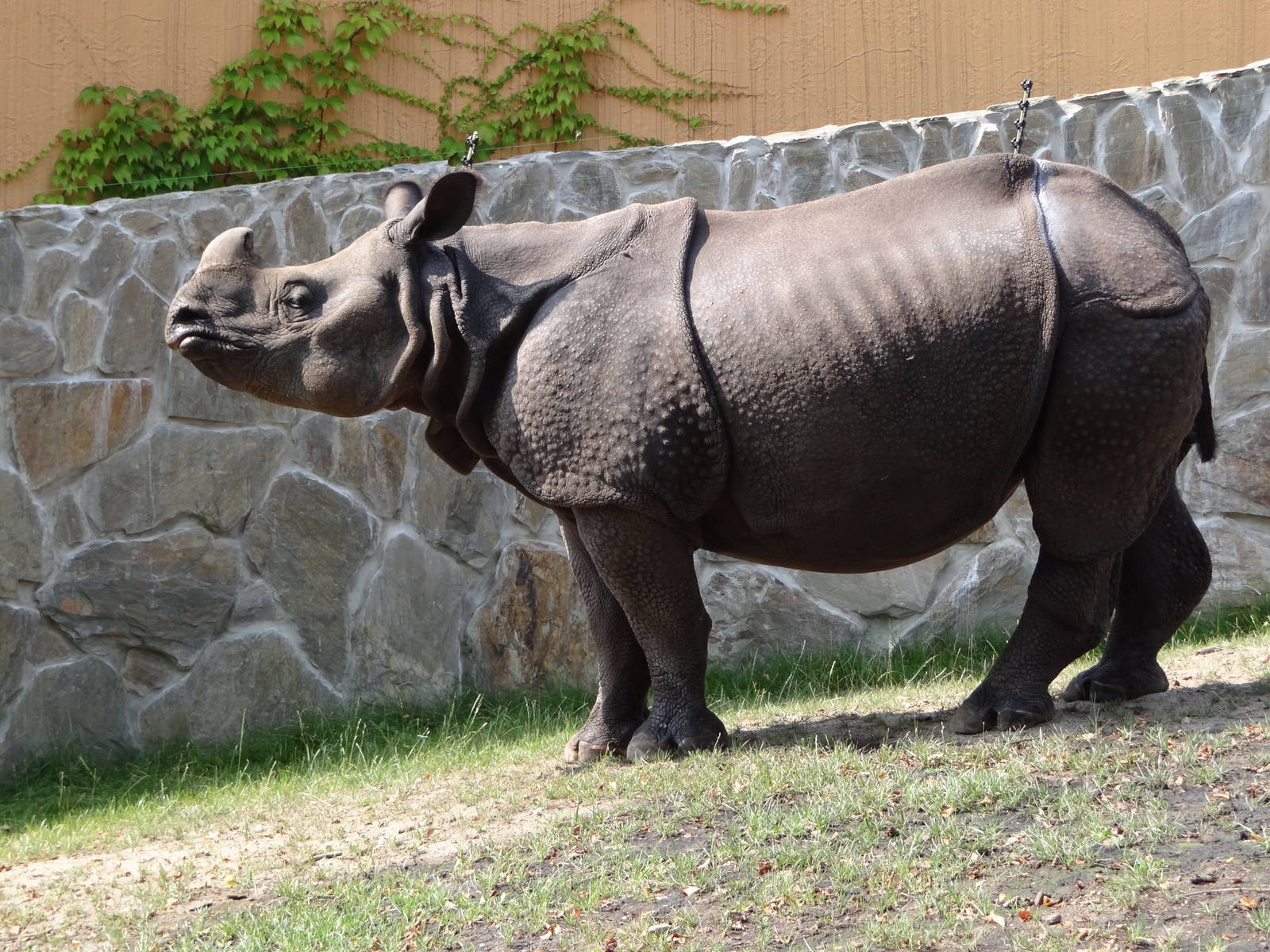 Indian Rhino