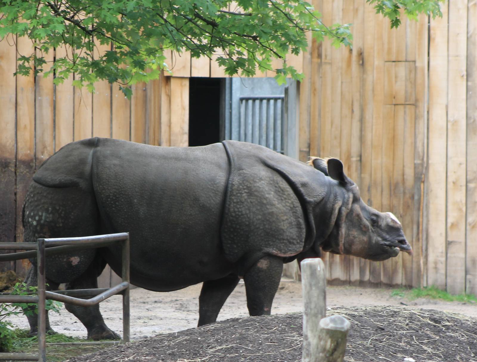 Indian rhino