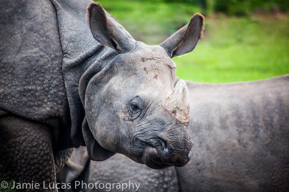 Indian Rhino