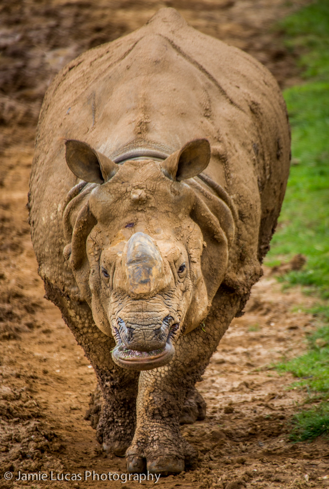 Indian Rhino