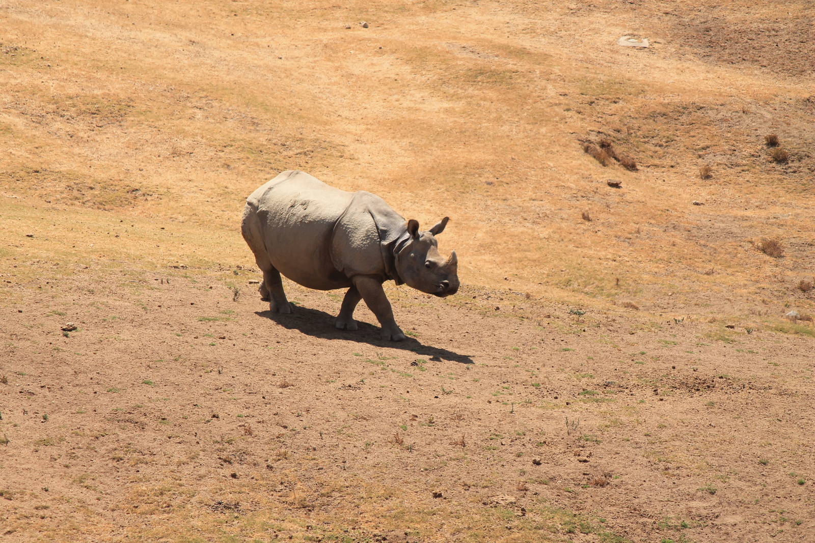 Indian Rhino