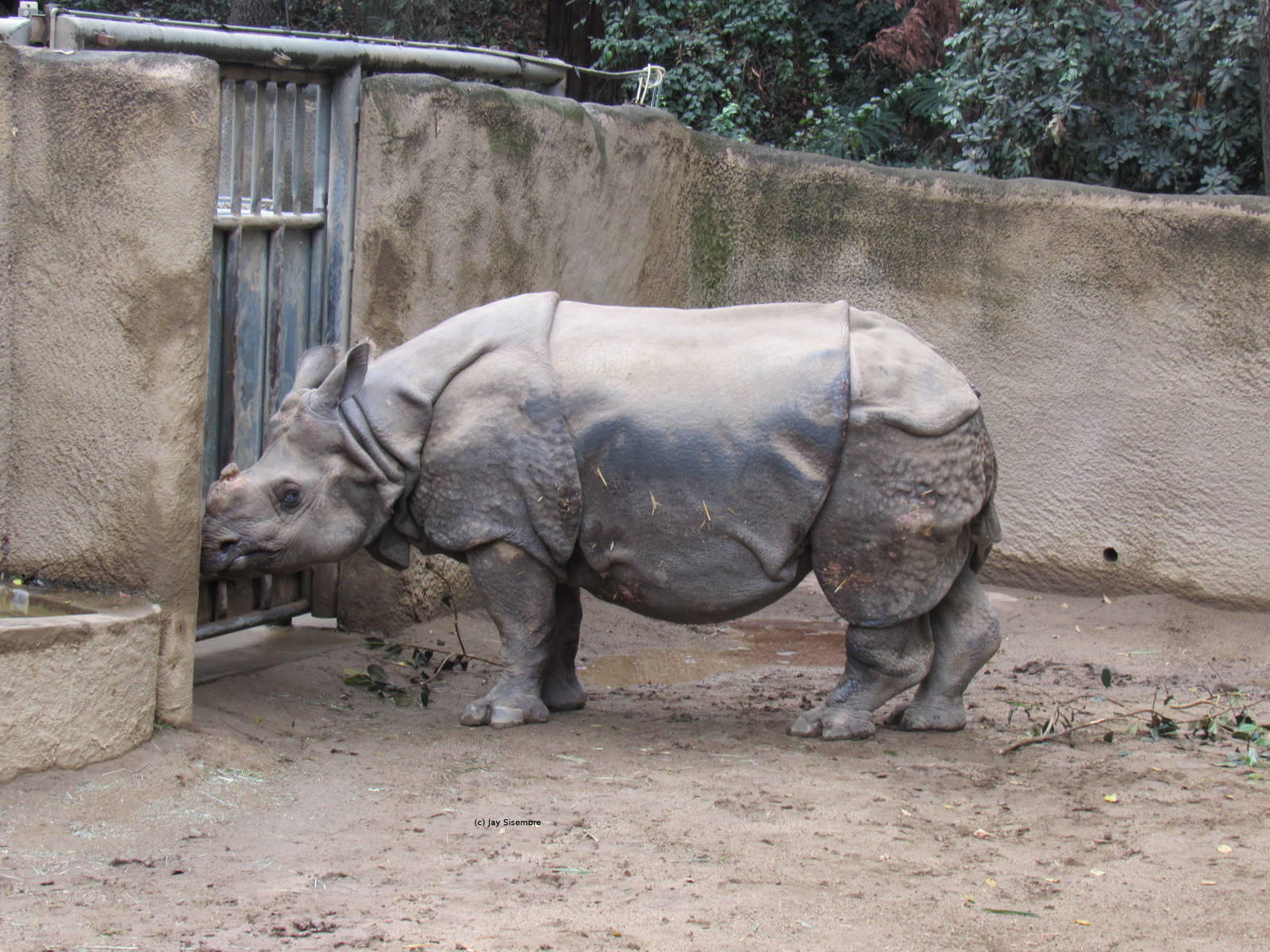 Indian Rhino