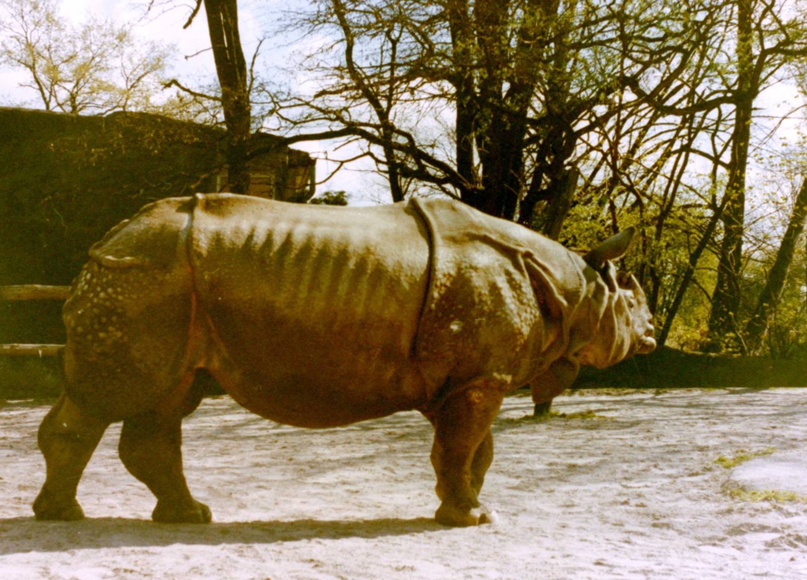 Indian rhino