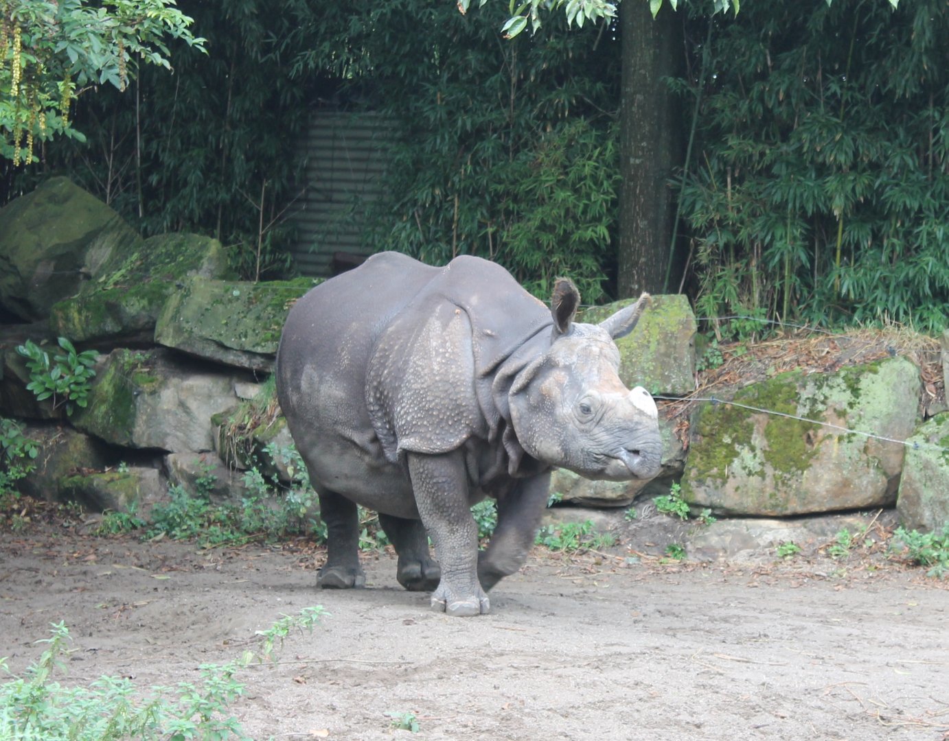 Indian Rhino