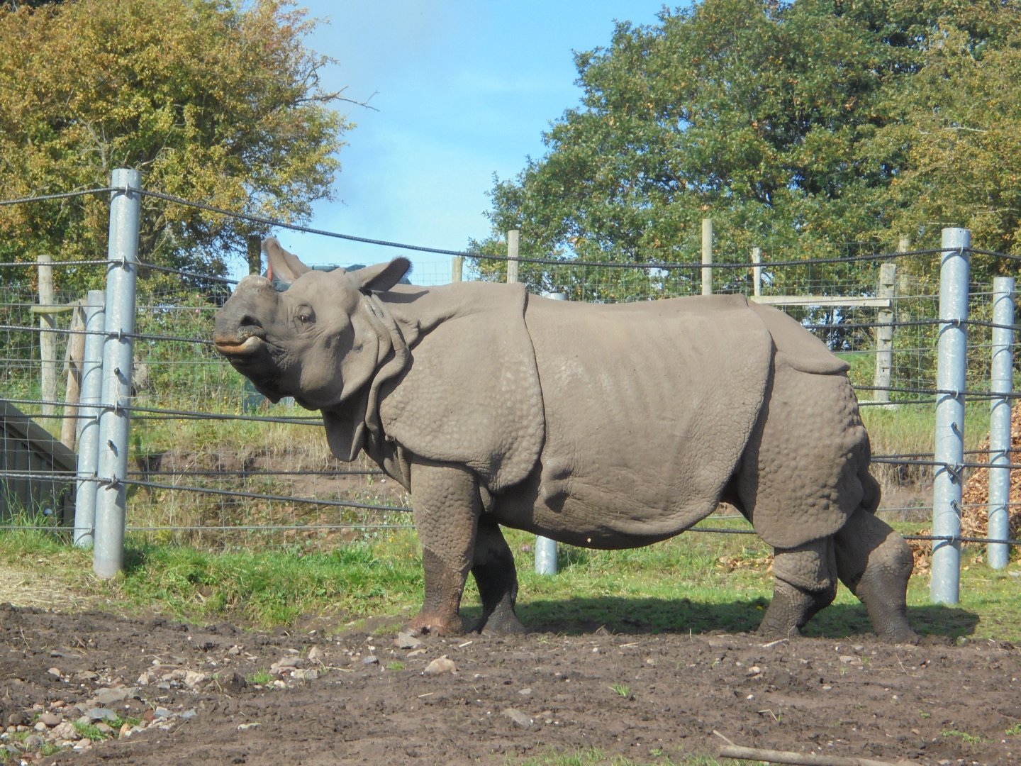 Indian Rhino