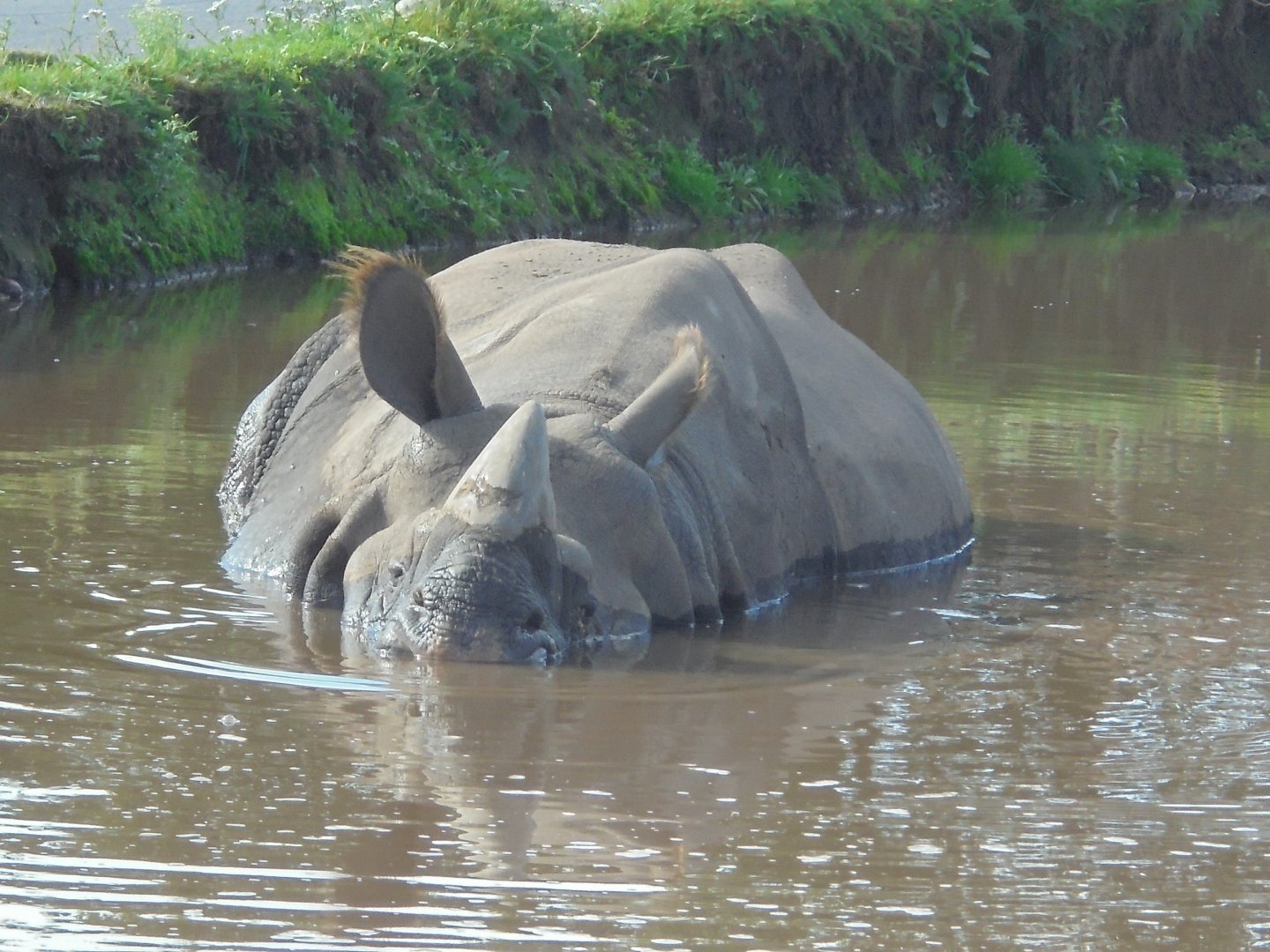Indian Rhino