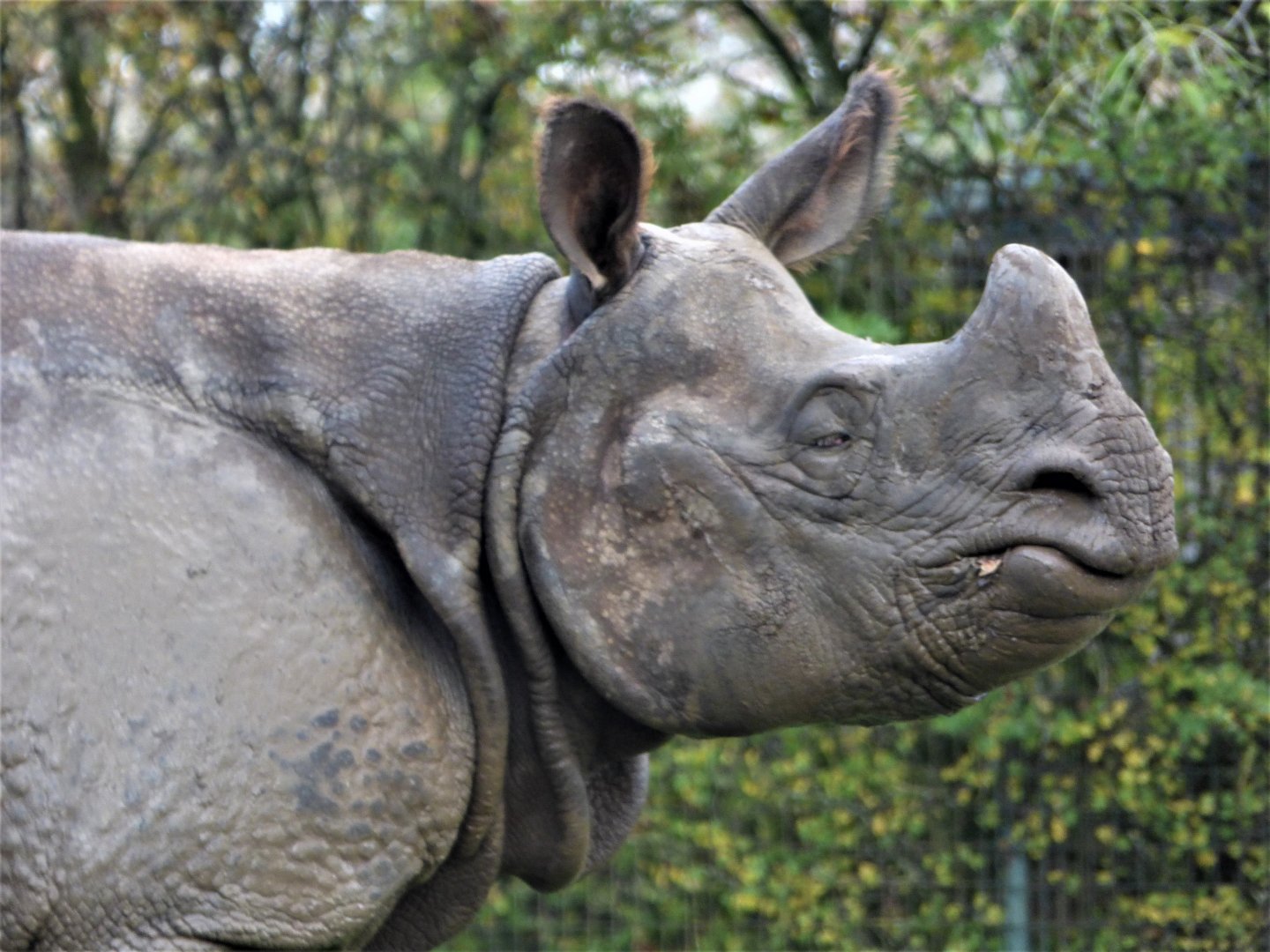 Indian Rhino