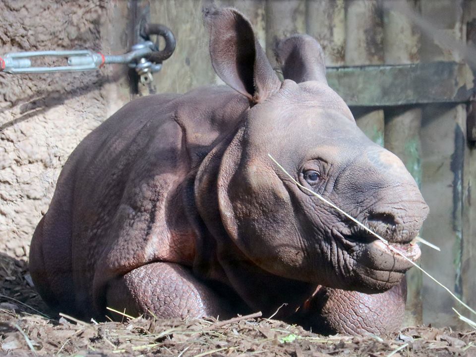 Indian Rhino.