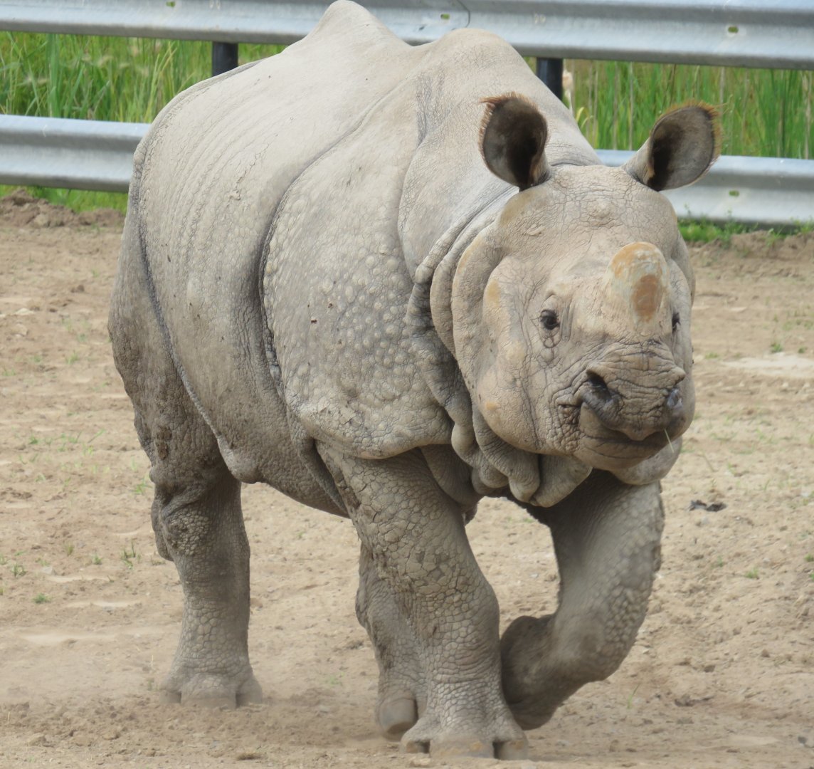 Indian rhino