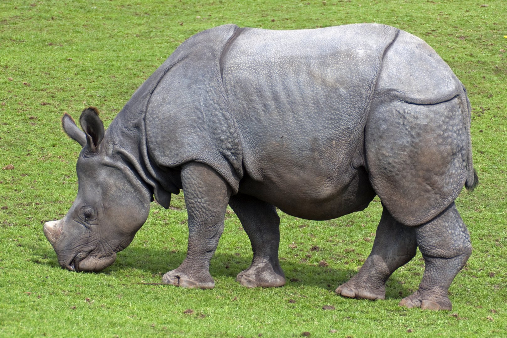 Indian Rhino