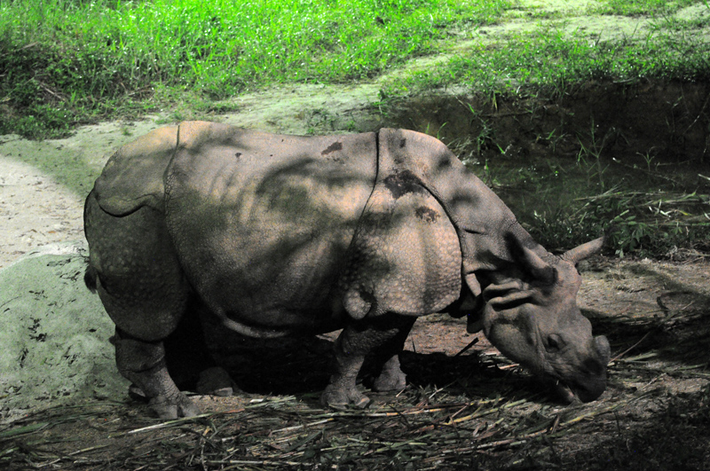 indian rhino