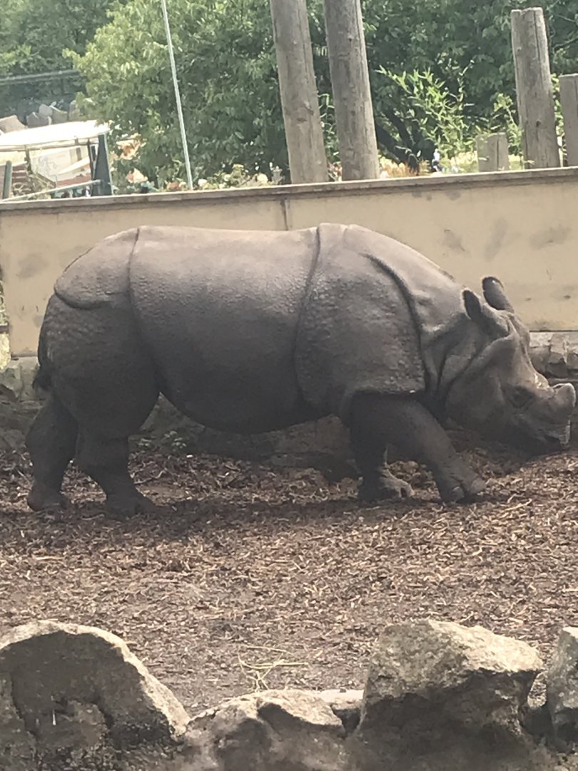 Indian rhino