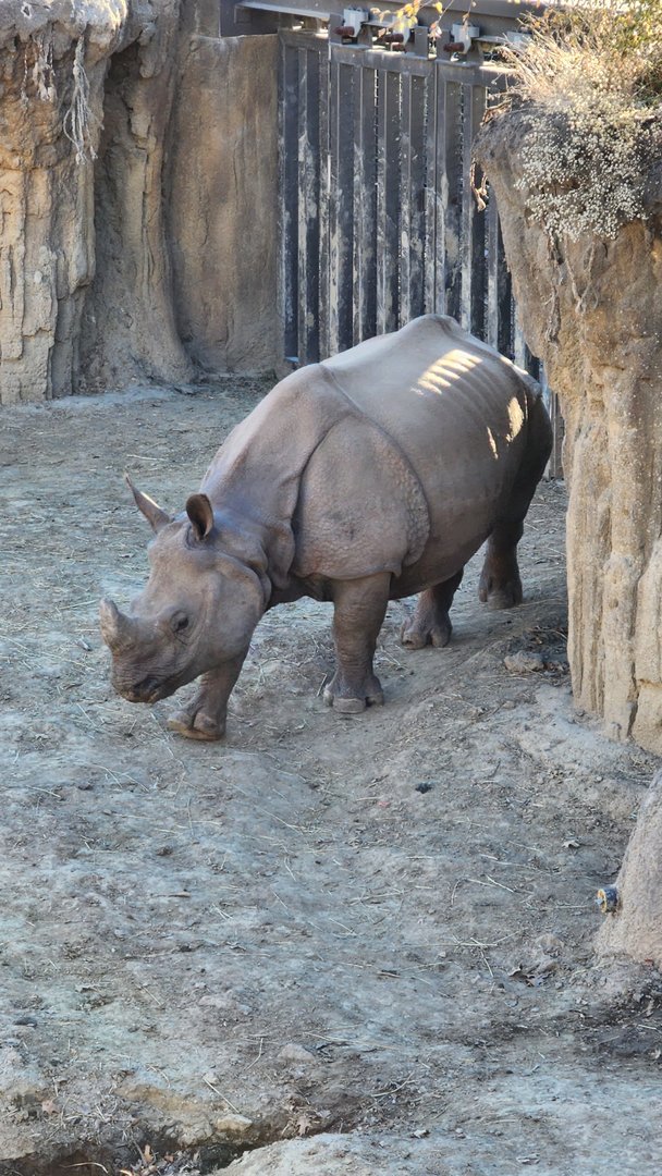 Indian Rhino