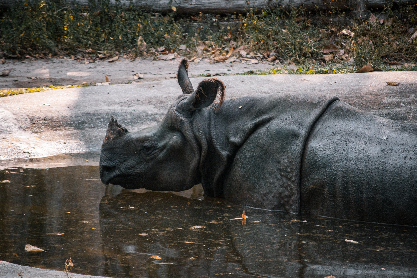 Indian Rhino