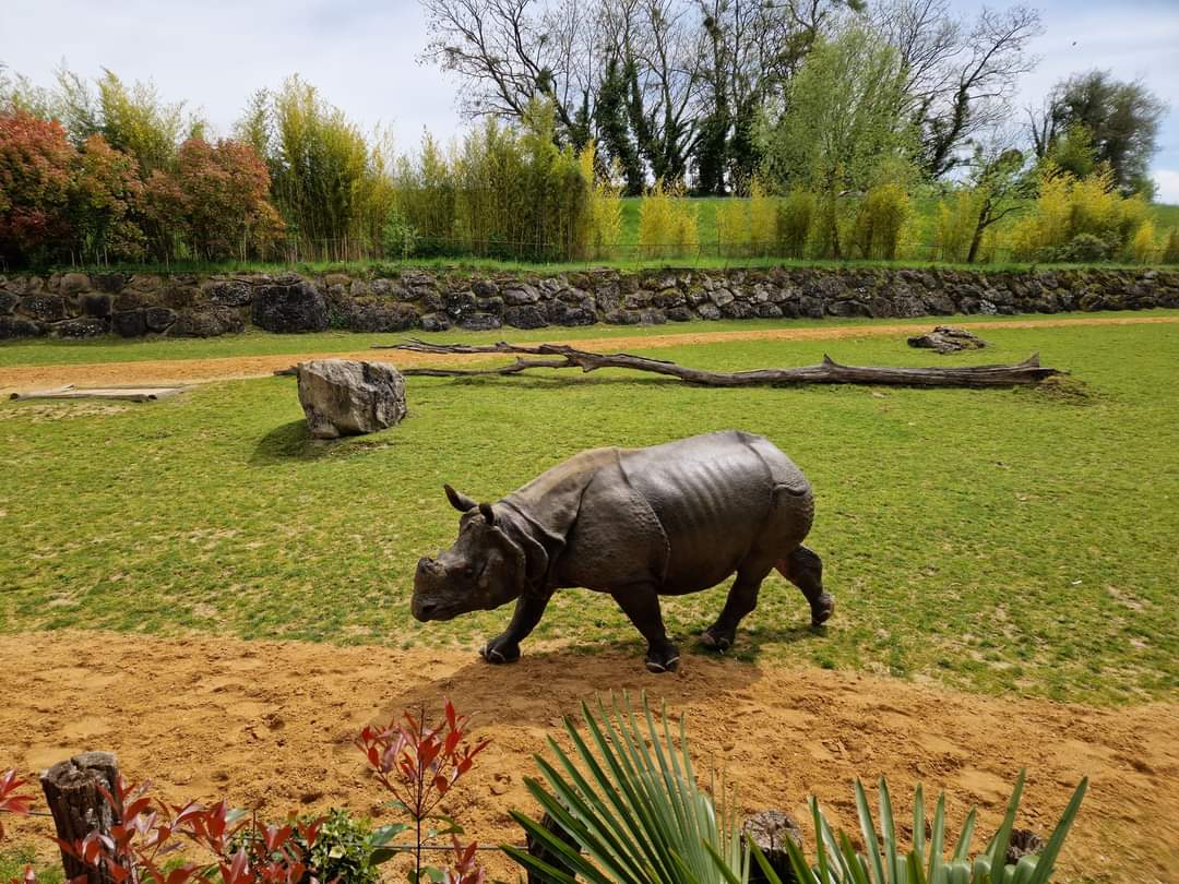 Indian Rhino