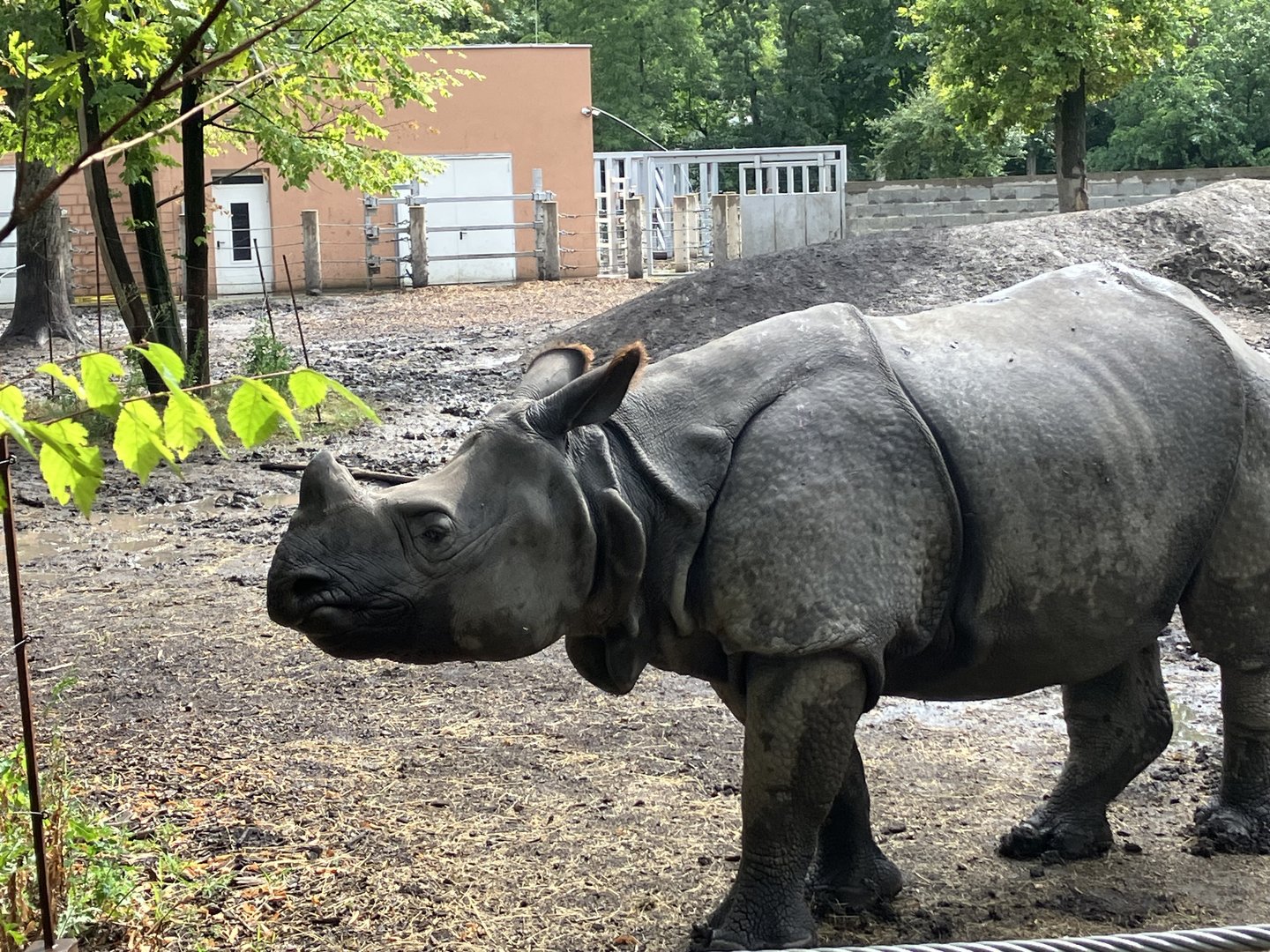Indian rhino