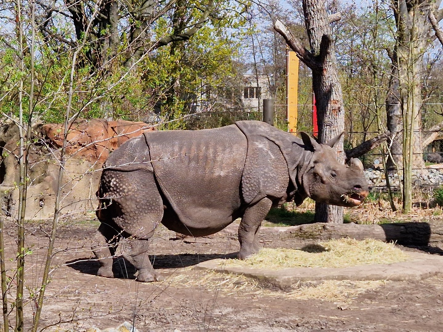 Indian Rhino