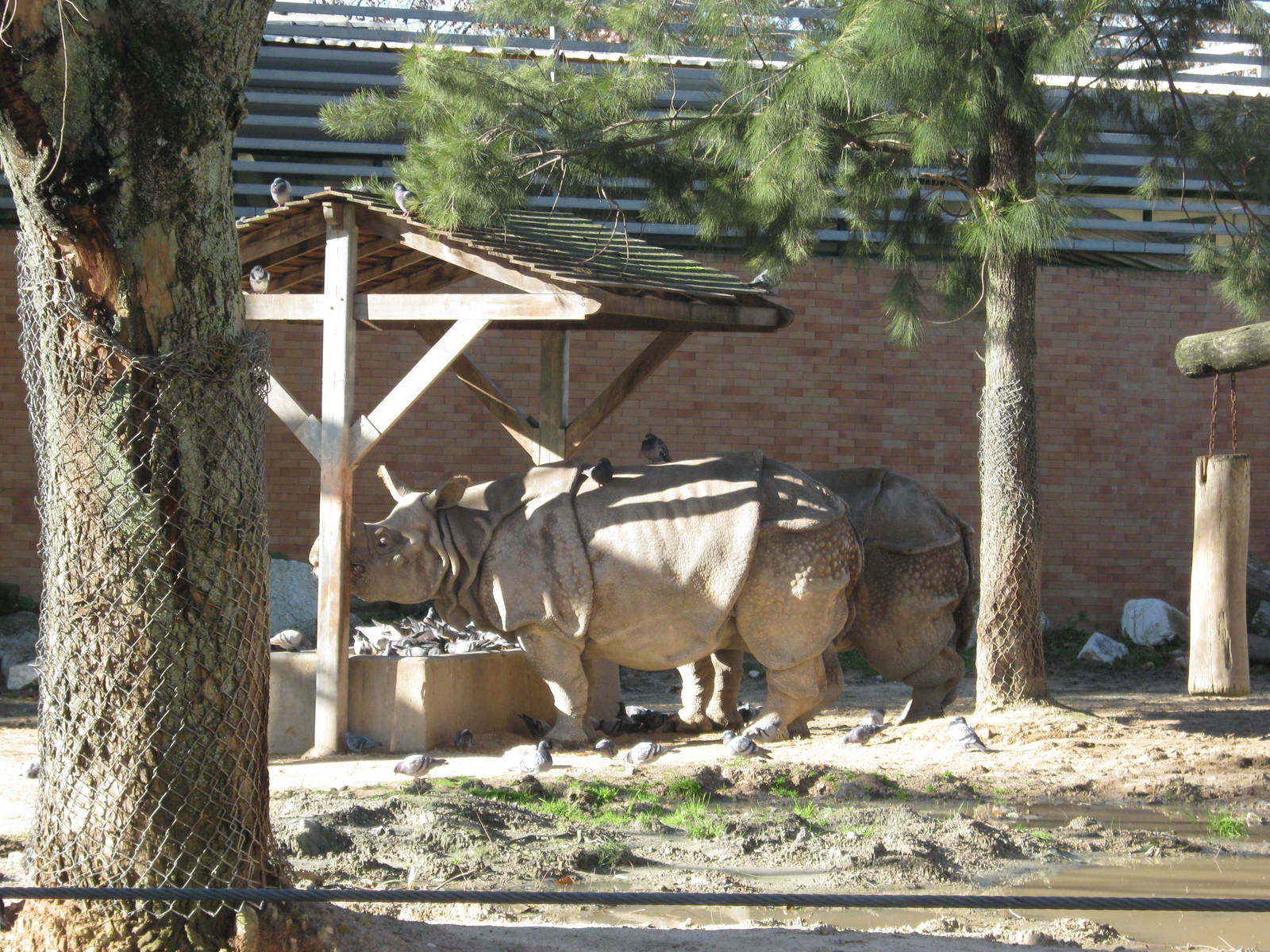 Indian Rhino