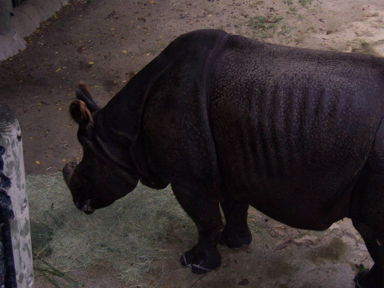 Indian Rhino