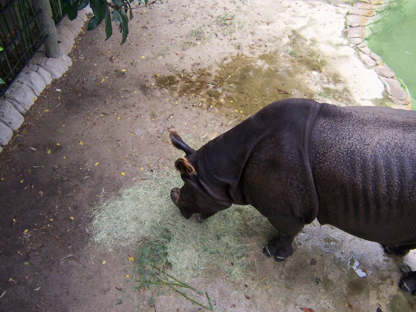 Indian Rhino