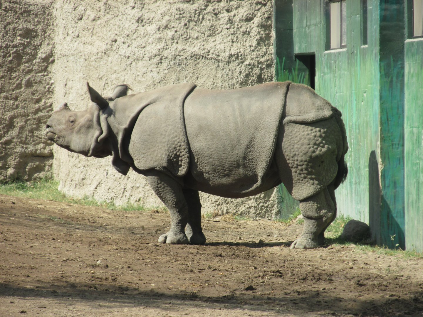 Indian rhino