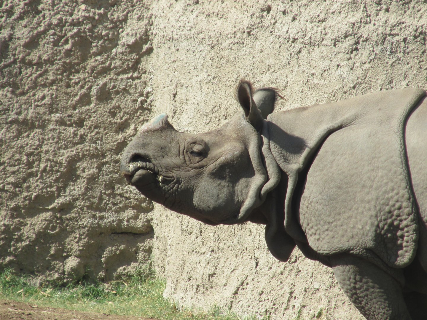 Indian rhino
