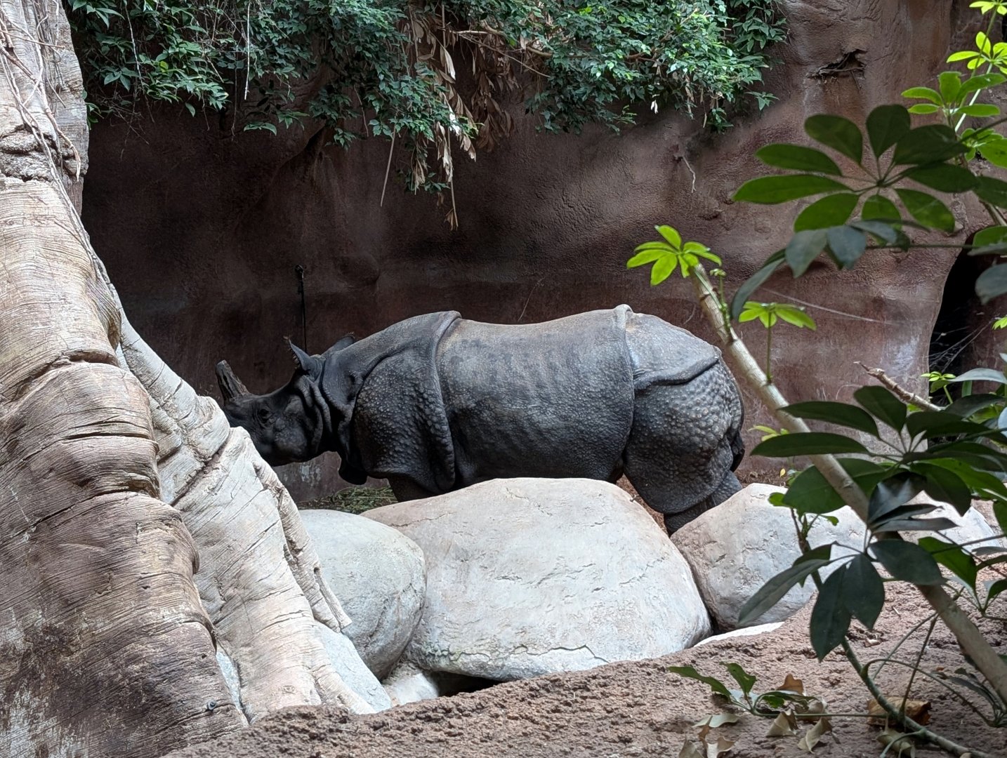 Indian Rhino