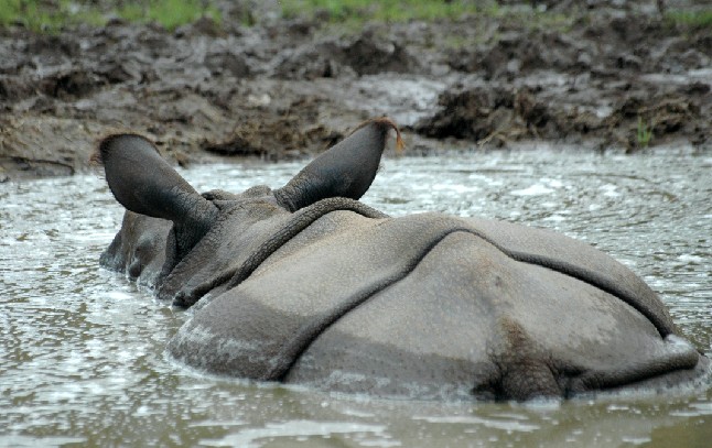Indian Rhino