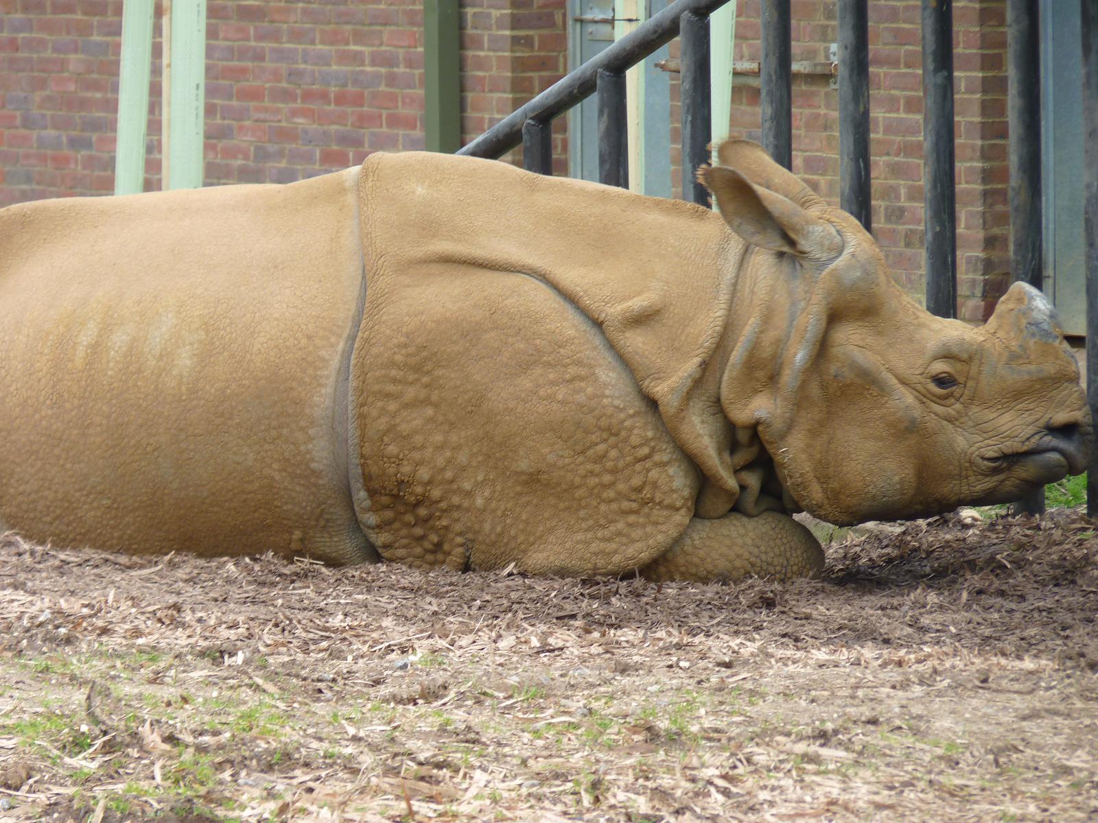 Indian Rhino