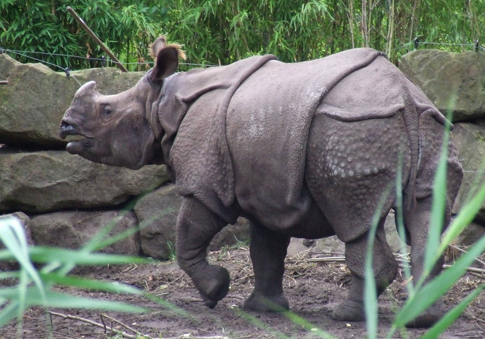 Indian Rhino