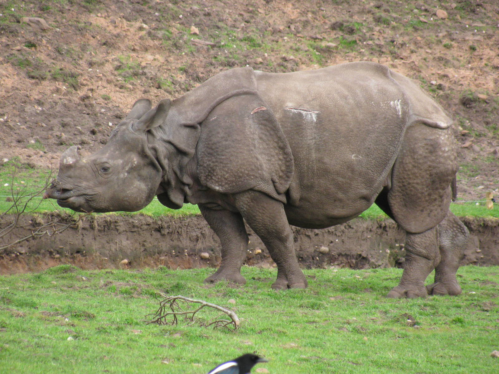 Indian Rhino