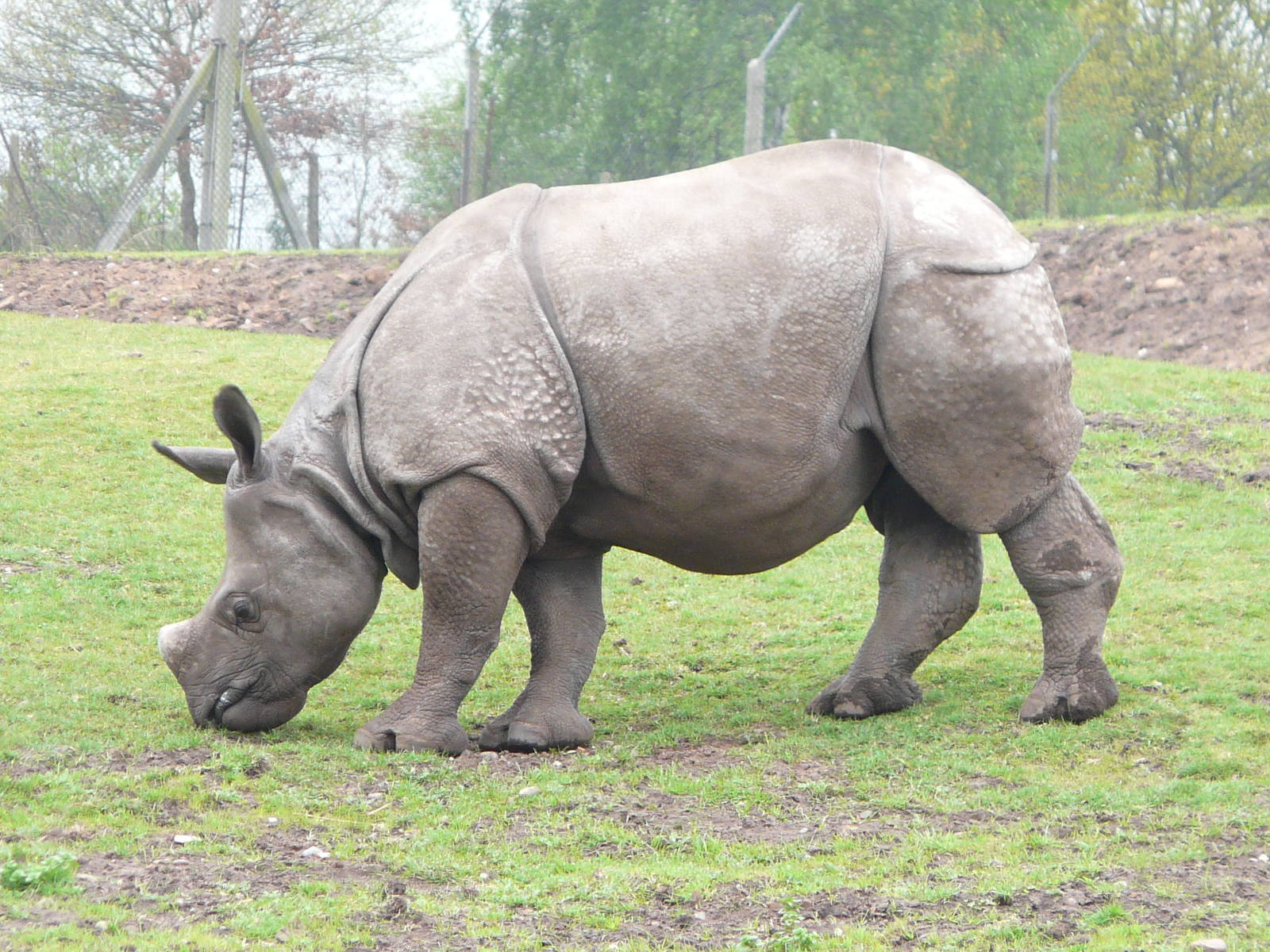Indian Rhino