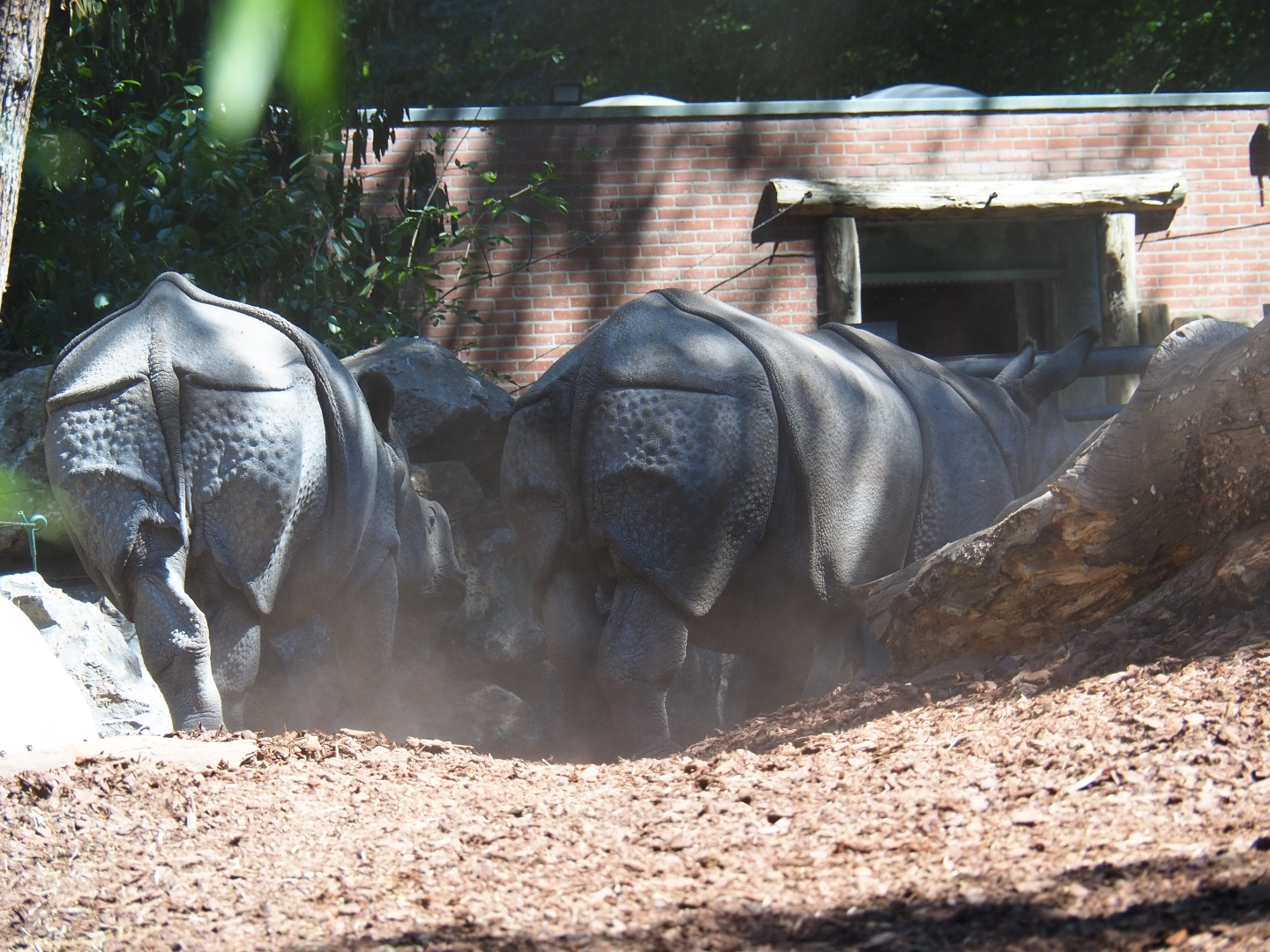Indian rhinoceri Puri and Thanos kicking up dust