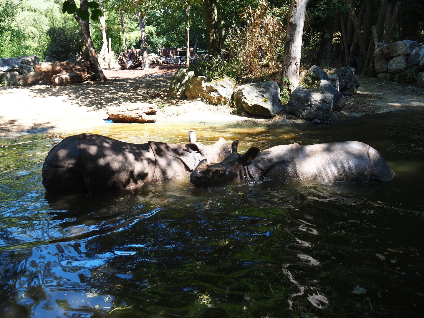 Indian rhinoceri (Rhinoceros unicornis) Puri and Thanos in the pool