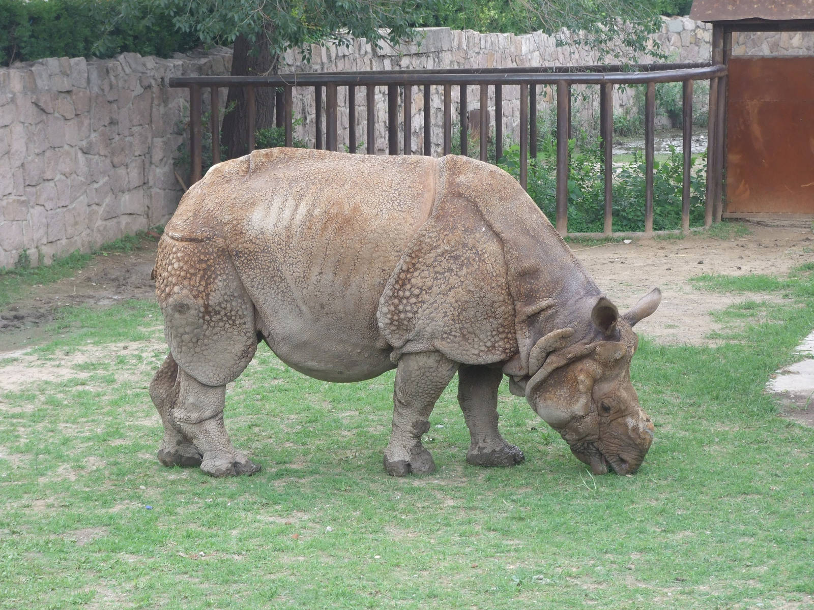Indian rhinocero Nim