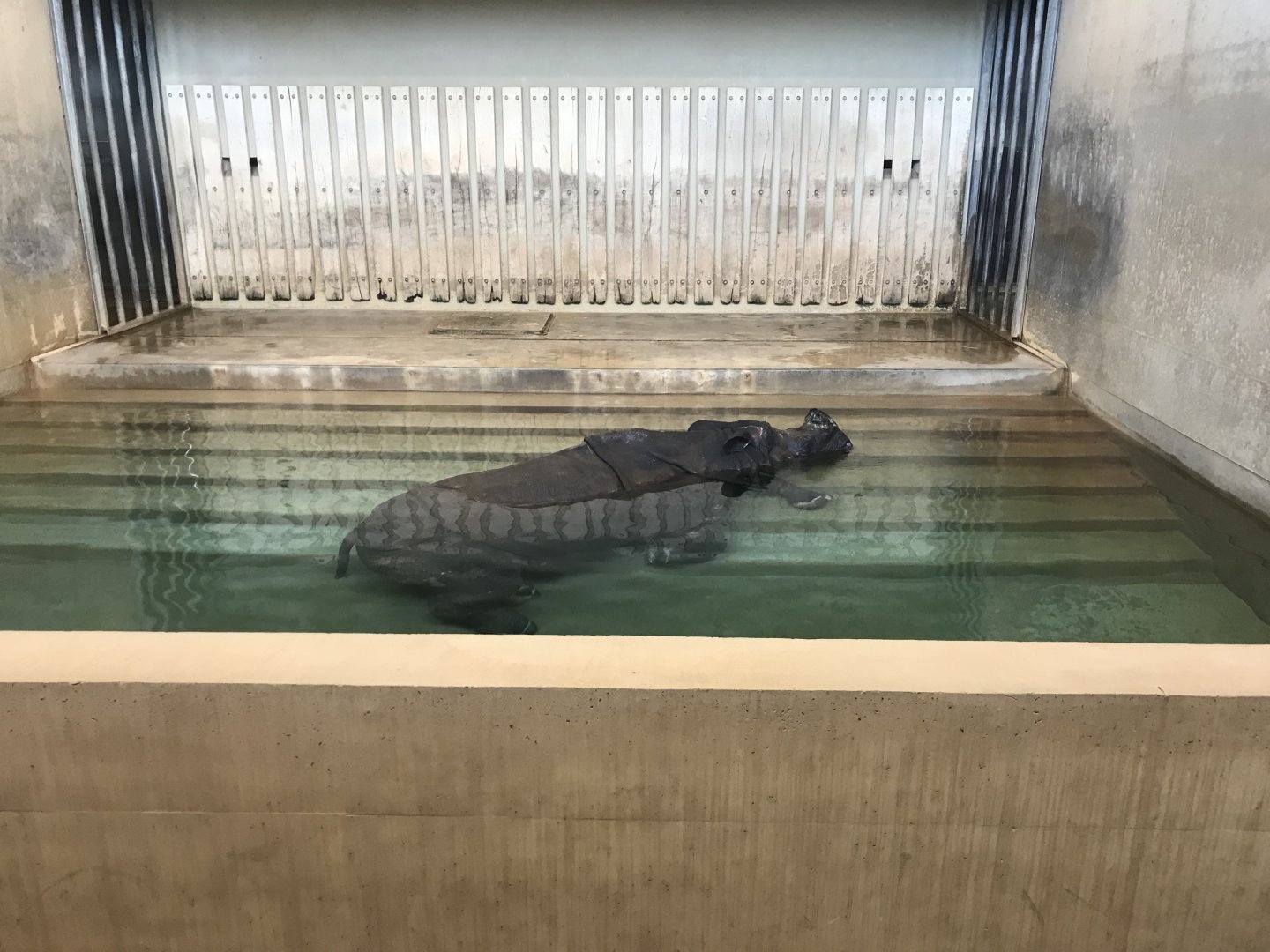 Indian rhinoceros 011218