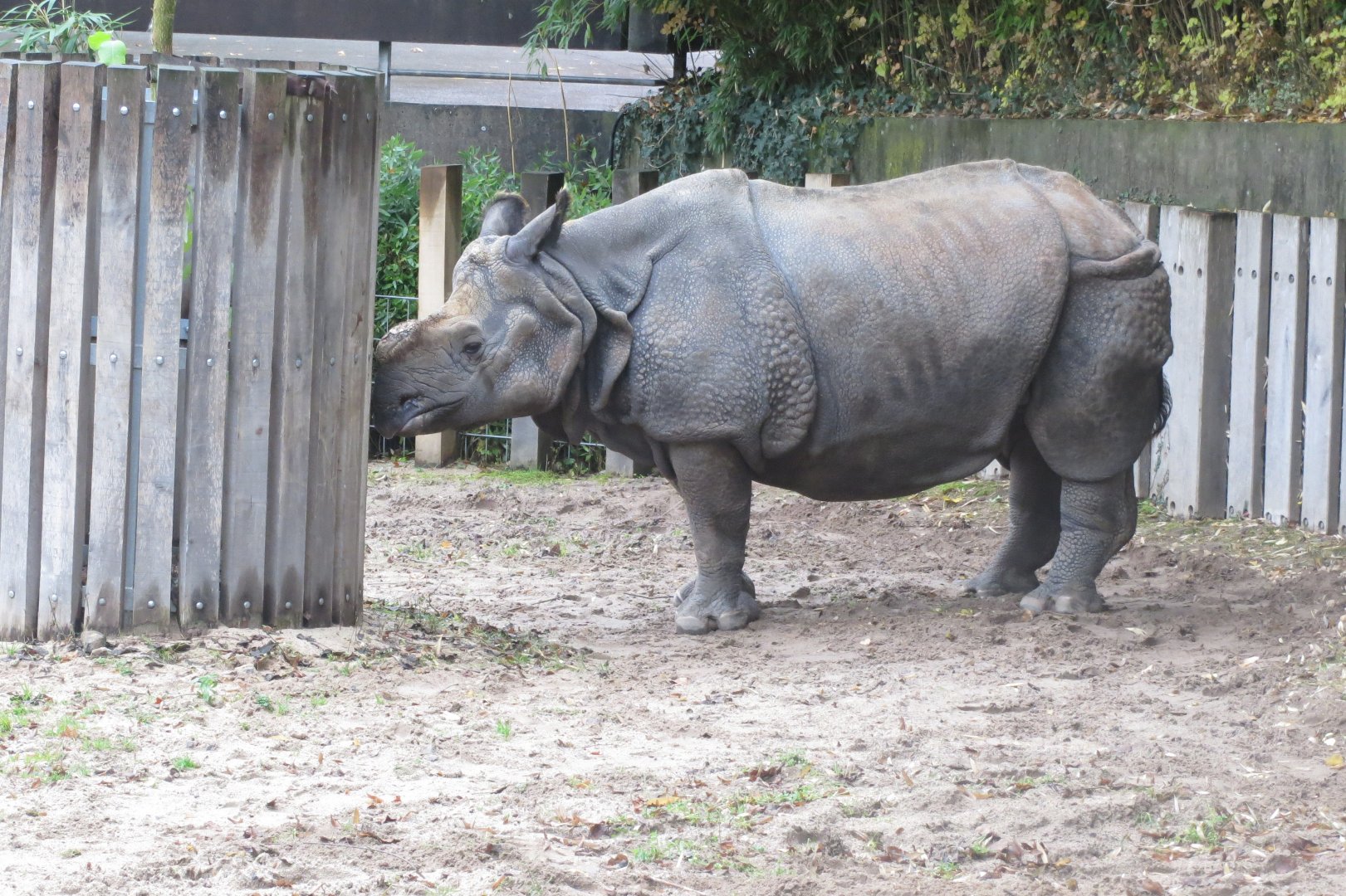 Indian rhinoceros 031218