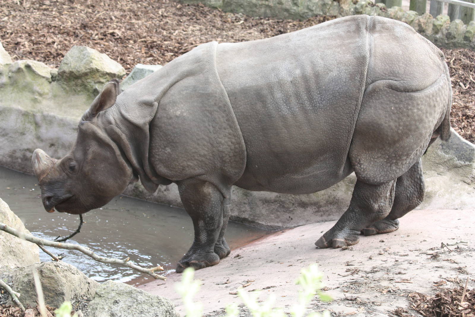 indian rhinoceros 04/10