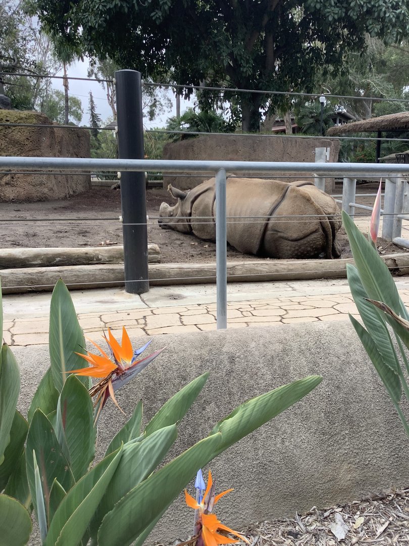 Indian Rhinoceros 10/7/21