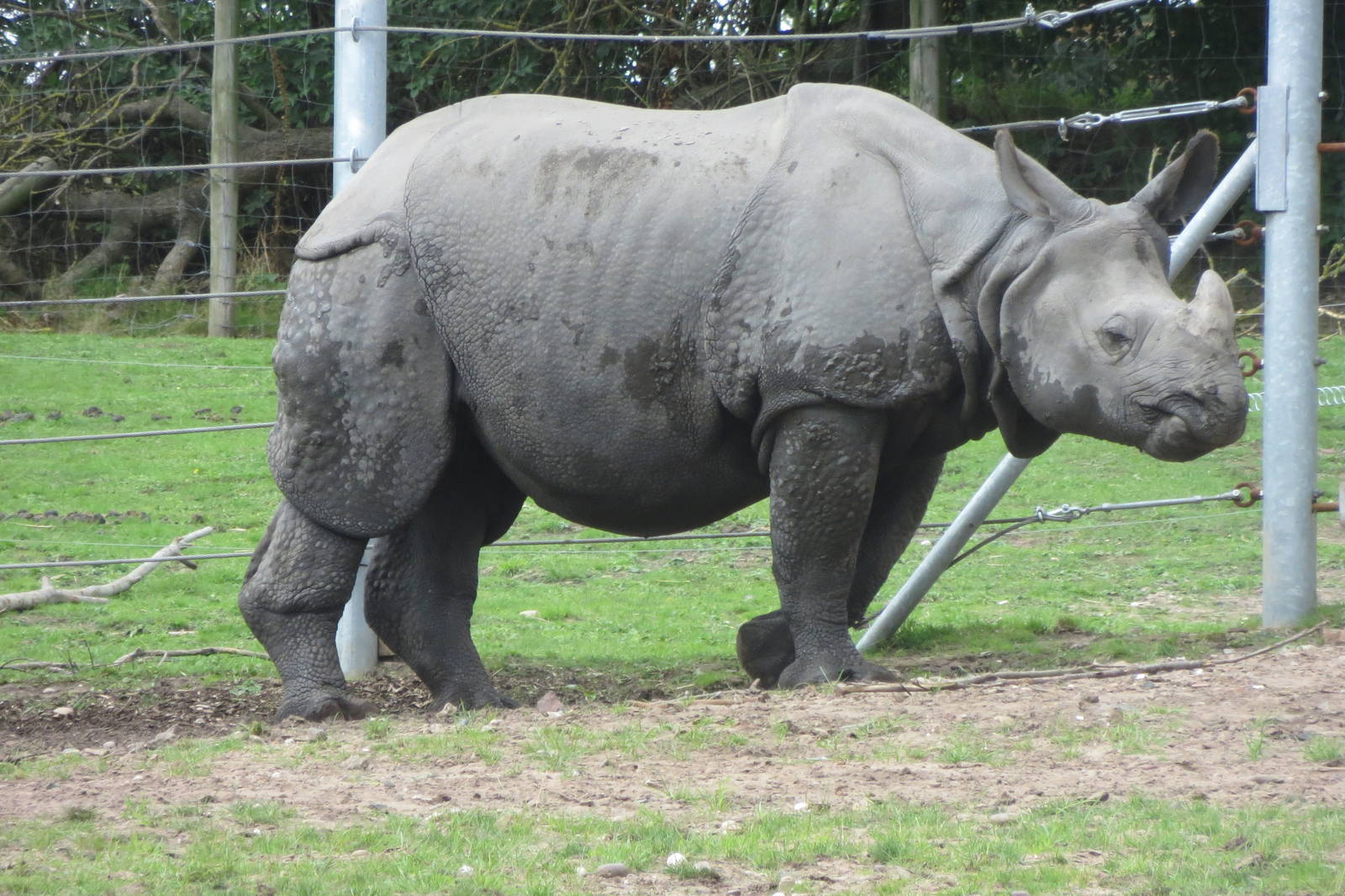 indian rhinoceros 120813
