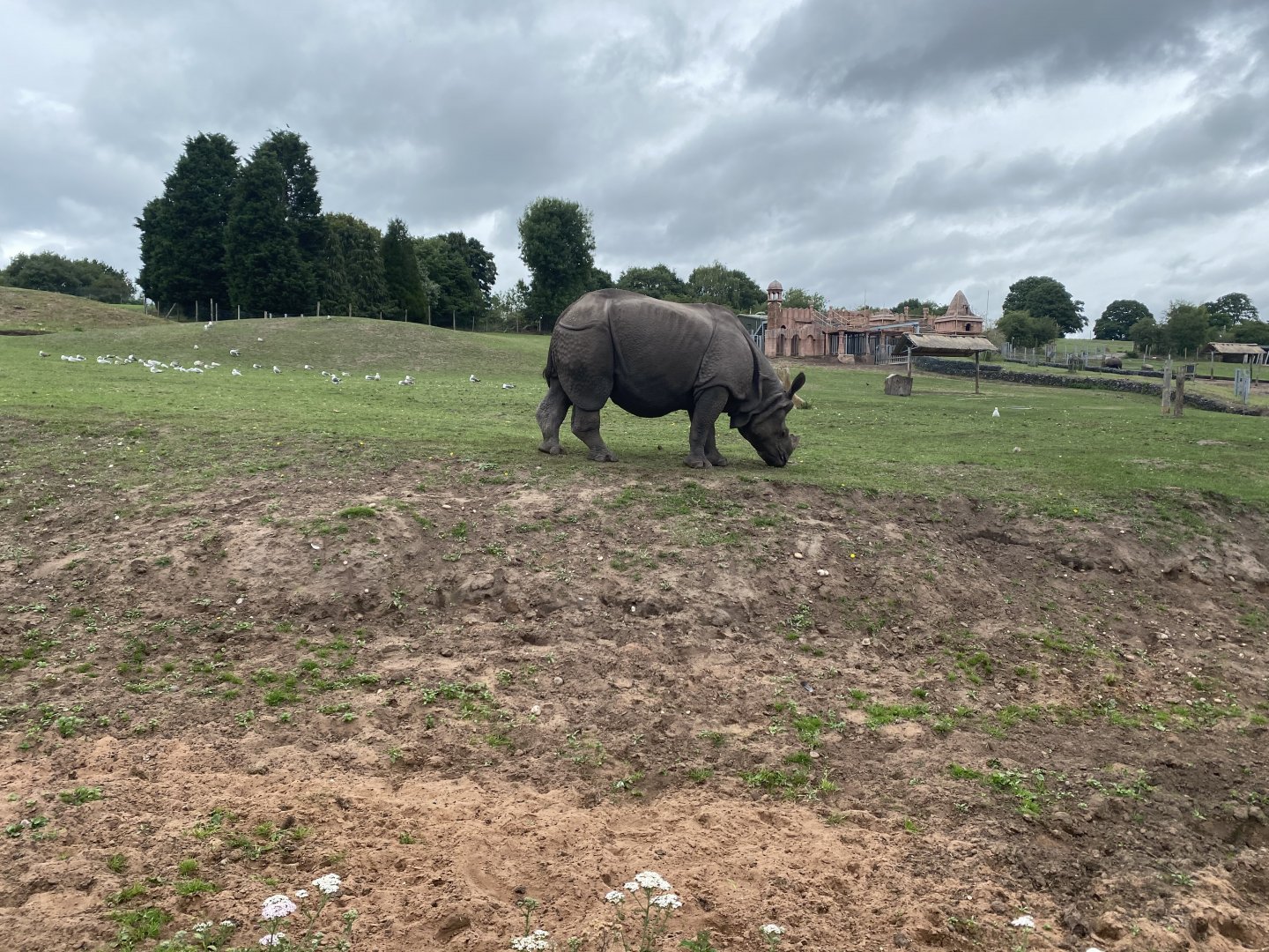 Indian Rhinoceros 130720