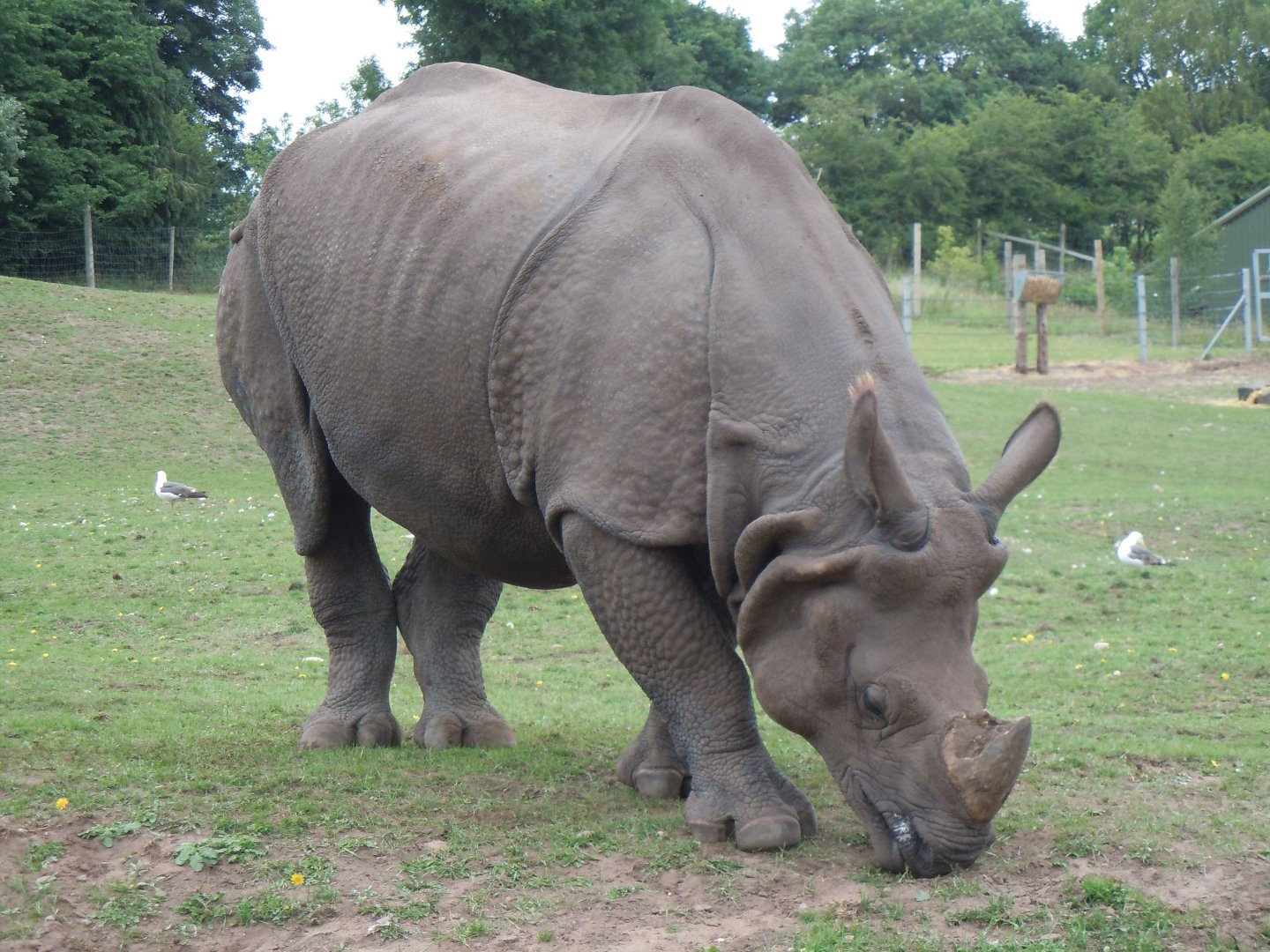 Indian Rhinoceros 130720