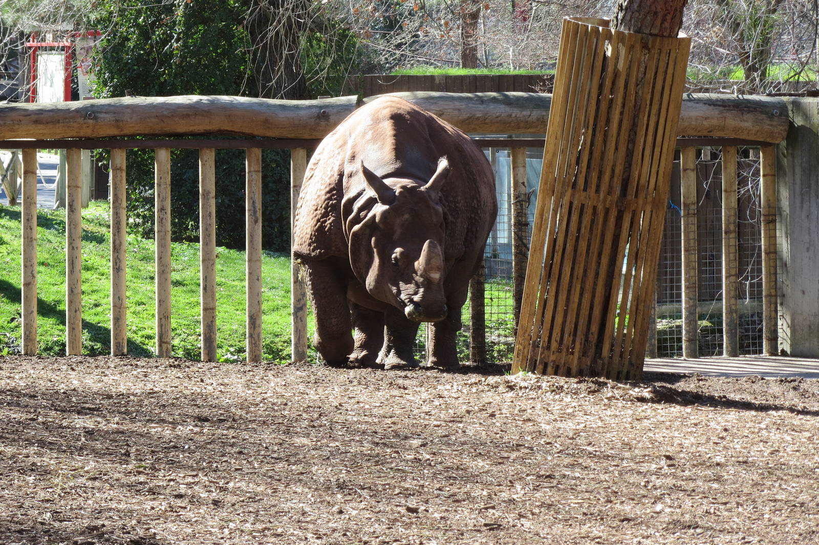 Indian Rhinoceros 150216